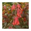 Fuchsia 'Gartenmeister' | 10.5cm Pot -Red Flower Green Foliage Sales PL925288 main image 7107