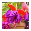 Fuchsia 'Voodoo' | 10.5cm Pot -Red Flower Green Foliage Sales PL925300 main image 5fdb