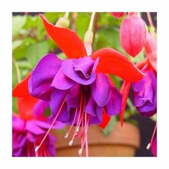 Fuchsia 'Voodoo' | 10.5cm Pot