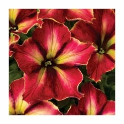 Petunia Crazytunia 'Mandeville' | 9cm Pot