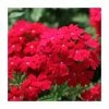 Verbena Vera 'Dark Red' | 9cm Pot 1 Verbena Vera 'Dark Red' | 9cm Pot -Red Flower Green Foliage Sales PL925332 main image 4bc4