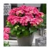 Hydrangea Forever & Ever | White and Red Mix | 5L Pot -Red Flower Green Foliage Sales PL925668 main image aa25