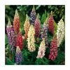 Lupin Mix | 3 x Lupin Plants | 10.5cm Pots -Red Flower Green Foliage Sales PL925745X3 main image 7021