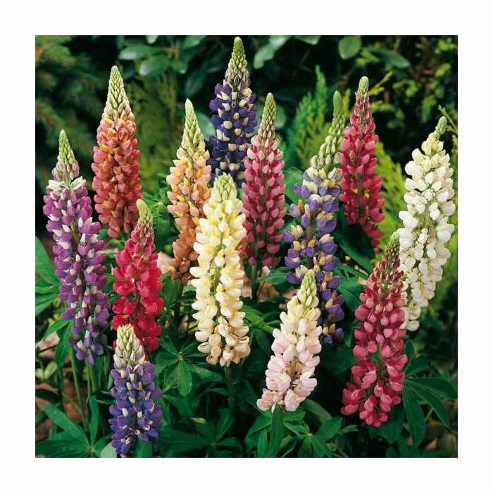 Lupin Mix | 3 x Lupin Plants | 10.5cm Pots 3 Lupin Mix | 3 x Lupin Plants | 10.5cm Pots