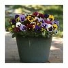 Viola 'Blotch' Mix | 3 x 10.5cm Pots -Red Flower Green Foliage Sales PL925761X3 main image f08d