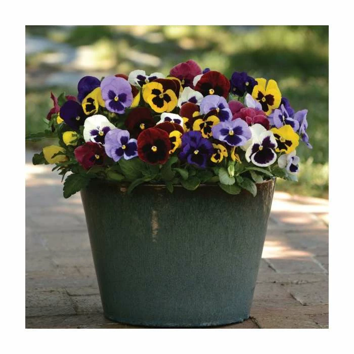 Viola 'Blotch' Mix | 3 x 10.5cm Pots 3 Viola 'Blotch' Mix | 3 x 10.5cm Pots