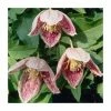 50-90cm Clematis Cirrhosa 'Freckles' | 3L Pot -Red Flower Green Foliage Sales PL9278 main image 2324