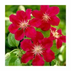 Red Flower Green Foliage Sales -Red Flower Green Foliage Sales PL9281 rollover image b79d