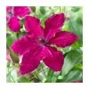 50-90cm Clematis 'Ruby Wedding' | 3L Pot -Red Flower Green Foliage Sales PL9293 main image 5a72