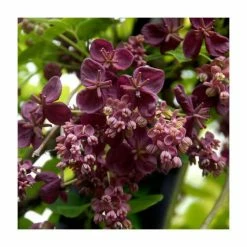 Red Flower Green Foliage Sales -Red Flower Green Foliage Sales PL9299 rollover image 43a6