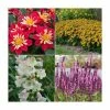 30 x Jumbo Plugs | Perennial Bedding Plants Collection | Hand-Picked By Experts -Red Flower Green Foliage Sales PL930003 main image 9d12