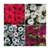 30 x Jumbo Plugs | Petunia Surfinia Collection | Hand-Picked By Experts -Red Flower Green Foliage Sales PL930009 main image 8208