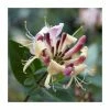 50-90cm Early Dutch Honeysuckle | Lonicera Belgica | 3L Pot -Red Flower Green Foliage Sales PL9305 main image 2c13