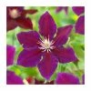 50-90cm Clematis 'Julka' | 3L Pot