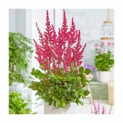Astilbe 'Astary Red' | 10.5cm Pot