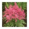 Astilbe 'Astary Rose Red Shades' | 10.5cm Pot -Red Flower Green Foliage Sales PL9872 main image 2a20