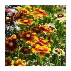 Coreopsis 'Gold and Bronze' | 10.5cm Pot