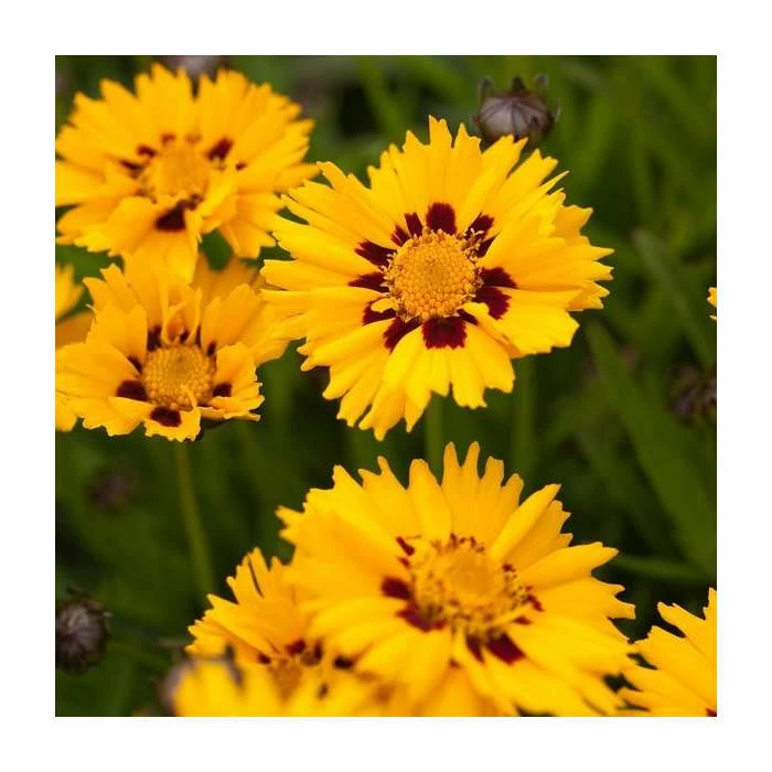 Coreopsis grandiflora 'Yellow Red' | 10.5cm Pot 3 Coreopsis grandiflora 'Yellow Red' | 10.5cm Pot