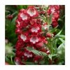Penstemon 'Polaris Red' | 2L Pot -Red Flower Green Foliage Sales PL9925 main image 3a74