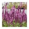 Salvia Sensation 'Deep Rose' | 2L Pot -Red Flower Green Foliage Sales PL9952 main image 0244
