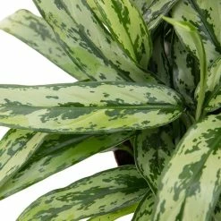 Aglaonema 'Pincel' | Chinese Evergreen -Red Flower Green Foliage Sales PL99710 image2 63a6