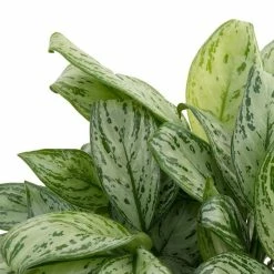 Aglaonema 'Splash' | Chinese Evergreen -Red Flower Green Foliage Sales PL99718 image2 8601