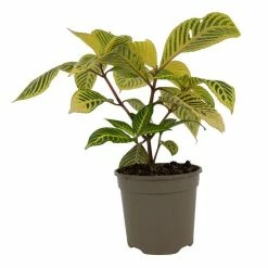 15cm Sanchezia speciosa | 13cm Pot -Red Flower Green Foliage Sales PL99817 1 3200