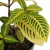 15cm Sanchezia speciosa | 13cm Pot -Red Flower Green Foliage Sales PL99817 image2 b798