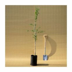 Crataegus laevigata 'Pauls Scarlet' | Hawthorn Tree -Red Flower Green Foliage Sales TR01399L add image 5 7d98