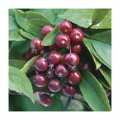Malus x moerlandsii 'Profusion' | Crabapple Tree 9 Malus x moerlandsii 'Profusion' | Crabapple Tree -Red Flower Green Foliage Sales TR01599L add image 1 de77