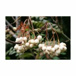 Sorbus cashmiriana | Rowan Tree -Red Flower Green Foliage Sales TR02009L add image 1 5c7e