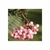 Sorbus vilmorinii | Rowan Tree 2 Sorbus vilmorinii | Rowan Tree -Red Flower Green Foliage Sales TR02049L main image 409e