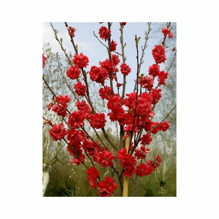 Prunus persica taoflora Red | Red Flowering Peach Tree | 10L Pot | 120-150cm 3 Prunus persica taoflora Red | Red Flowering Peach Tree | 10L Pot | 120-150cm