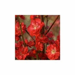 Red Flower Green Foliage Sales -Red Flower Green Foliage Sales TR0488 rollover image 2e7b