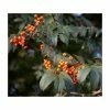Sorbus 'Apricot Queen' | Rowan Tree | Bare Root | 120-150cm -Red Flower Green Foliage Sales TR0500 main image adbe