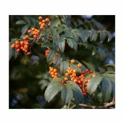 Sorbus 'Apricot Queen' | Rowan Tree | Bare Root | 120-150cm