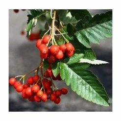 Sorbus × thuringiaca 'Fastigiata' | Bare Root | 120-150cm -Red Flower Green Foliage Sales TR0506 add image 3 759e