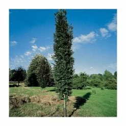 Sorbus × thuringiaca 'Fastigiata' | Bare Root | 120-150cm