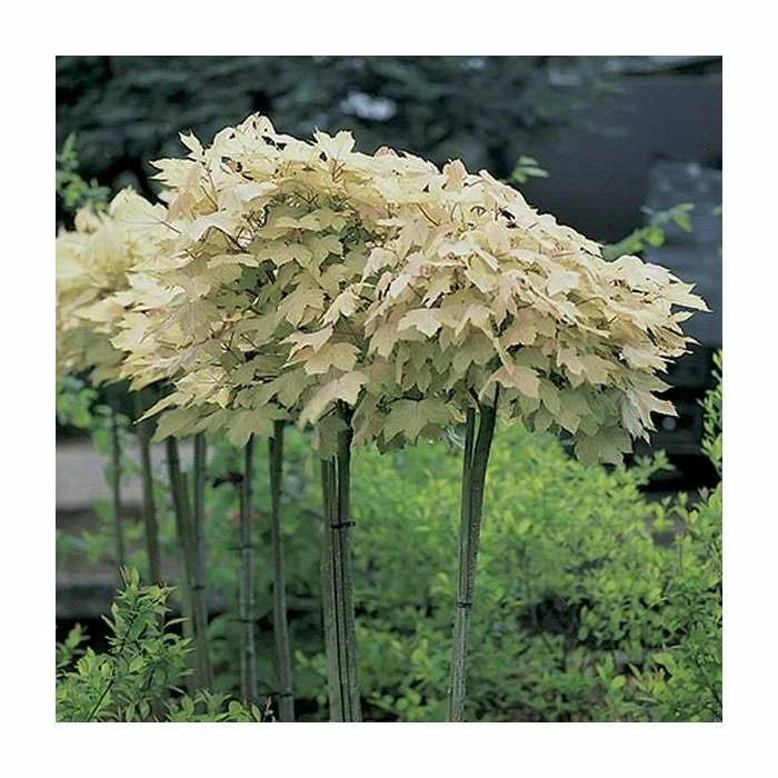 Acer pseudoplatanus 'Brilliantissimum' | Sycamore Tree | 12L Pot | 150-180cm | By Frank P Matthews 5 Acer pseudoplatanus 'Brilliantissimum' | Sycamore Tree | 12L Pot | 150-180cm | By Frank P Matthews - Image 3