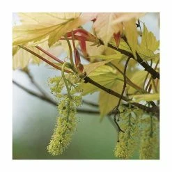 Acer pseudoplatanus 'Brilliantissimum' | Sycamore Tree | 12L Pot | 150-180cm | By Frank P Matthews 12 Acer pseudoplatanus 'Brilliantissimum' | Sycamore Tree | 12L Pot | 150-180cm | By Frank P Matthews -Red Flower Green Foliage Sales TR071112L add image 2 8a9b