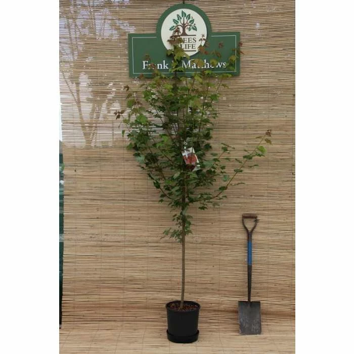 Acer pseudoplatanus 'Brilliantissimum' | Sycamore Tree | 12L Pot | 150-180cm | By Frank P Matthews 8 Acer pseudoplatanus 'Brilliantissimum' | Sycamore Tree | 12L Pot | 150-180cm | By Frank P Matthews - Image 6