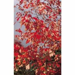 Acer pseudoplatanus 'Brilliantissimum' | Sycamore Tree | 12L Pot | 150-180cm | By Frank P Matthews 15 Acer pseudoplatanus 'Brilliantissimum' | Sycamore Tree | 12L Pot | 150-180cm | By Frank P Matthews -Red Flower Green Foliage Sales TR071112L add image 5 4956