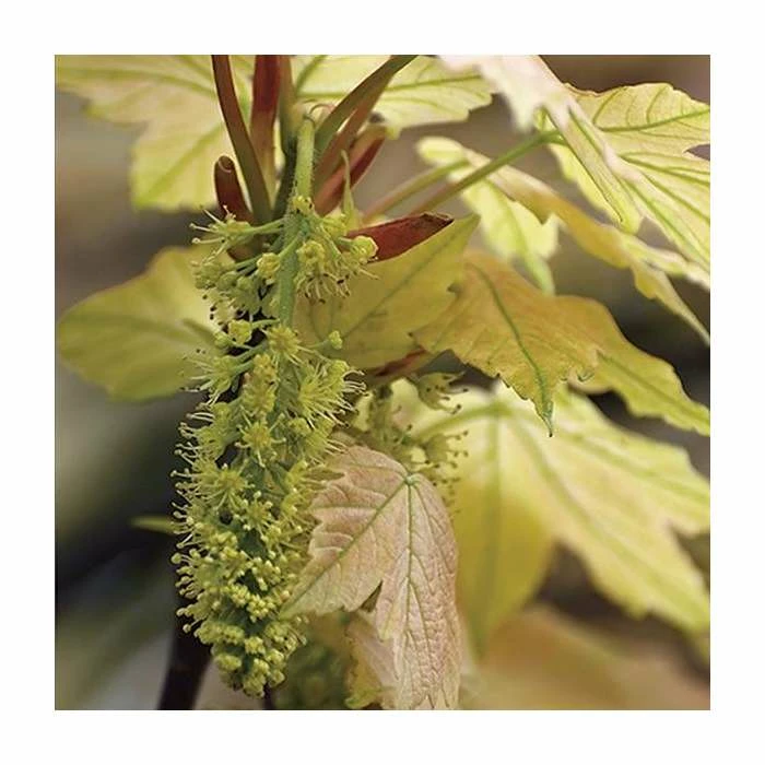 Acer pseudoplatanus 'Brilliantissimum' | Sycamore Tree | 12L Pot | 150-180cm | By Frank P Matthews 4 Acer pseudoplatanus 'Brilliantissimum' | Sycamore Tree | 12L Pot | 150-180cm | By Frank P Matthews - Image 2