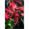 Euonymus europaeus 'Red Cascade' | Spindle Tree | 12L Pot | 150-180cm | By Frank P Matthews -Red Flower Green Foliage Sales TR073012L main image 933c