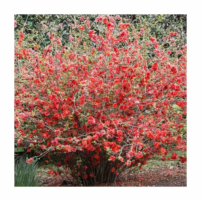 Chaenomeles speciosa | Japanese Quince | Bare Root | 20-50cm 3 Chaenomeles speciosa | Japanese Quince | Bare Root | 20-50cm