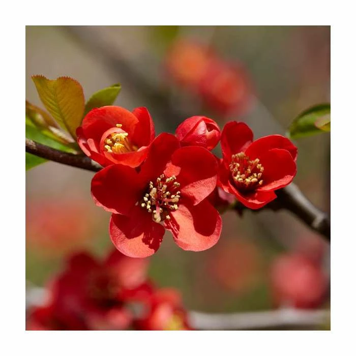 Chaenomeles speciosa | Japanese Quince | Bare Root | 20-50cm 4 Chaenomeles speciosa | Japanese Quince | Bare Root | 20-50cm - Image 2