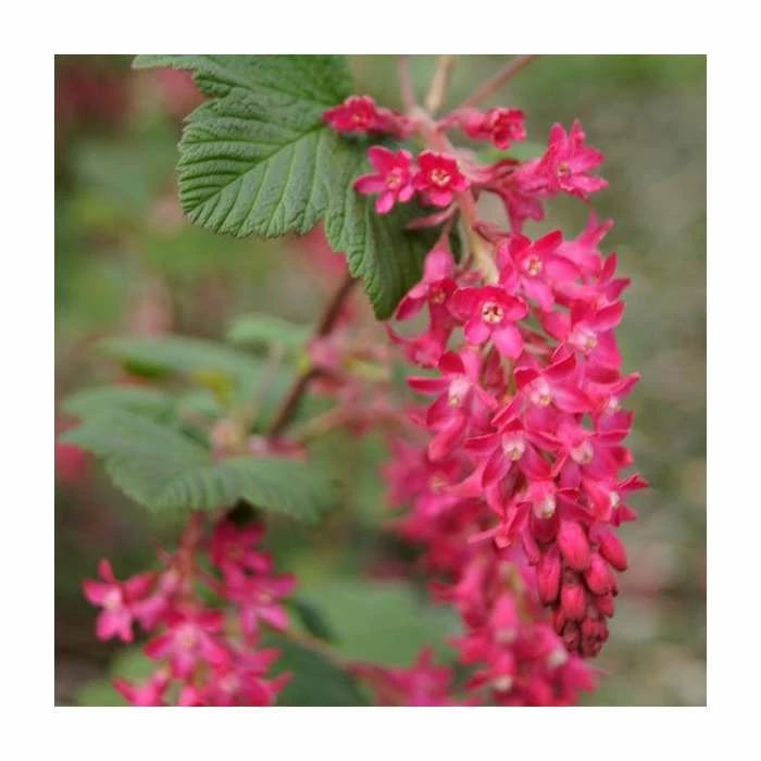 0.6-1.6ft 'King Edward VII' Flowering Currant | Bare Root | Ribes Sanguineum 3 0.6-1.6ft 'King Edward VII' Flowering Currant | Bare Root | Ribes Sanguineum