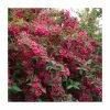 0.6-1.6ft Weigela 'Bristol Ruby' | Bare Root 1 0.6-1.6ft Weigela 'Bristol Ruby' | Bare Root -Red Flower Green Foliage Sales TR1318 main image d7fa