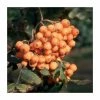 Sorbus 'Croft Coral' | Rowan Tree | 12L Pot | 150-180cm | By Frank P Matthews -Red Flower Green Foliage Sales TR9031 main image 890f